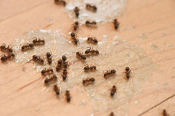 Best Best Pest Control Companies  in Clarks Green, PA
