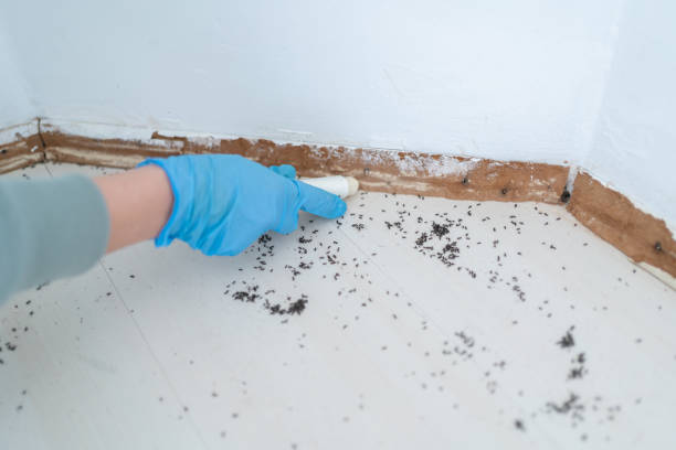 Trusted Clarks Green, PA Pest Control Experts